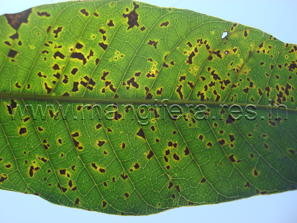 bacterial canker